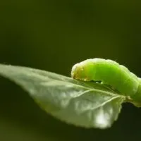 Grune-Raupe-Im-Garten_-Wie-Man-Sie-Erkennen-Kann-Und-Ihre-Bekampfung