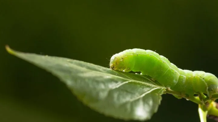 Grüne Raupe Im Garten: Wie Man Sie Erkennen Kann Und Ihre Bekämpfung!
