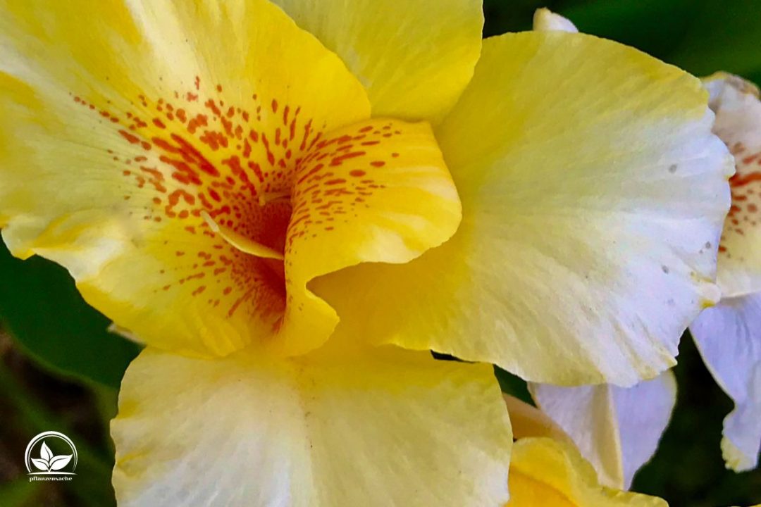 Canna Pflanze (Canna Indica) Imposante Exoten Für Garten Und Terrasse
