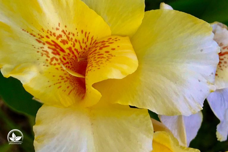 Canna Pflanze (Canna Indica) Imposante Exoten Für Garten Und Terrasse