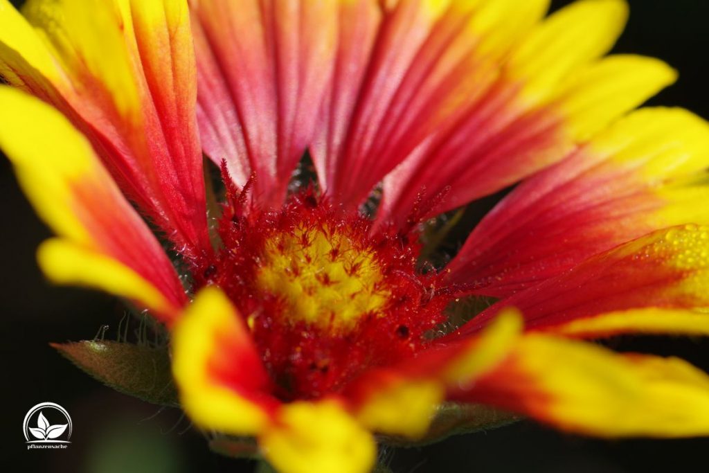 Herkunft-der-Kokardenblume-Gaillardia-x-Grandiflora