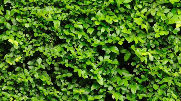 Immergrüne Buchsbaumhecke: Diese Heckenpflanze Gehört In Jeden Garten!