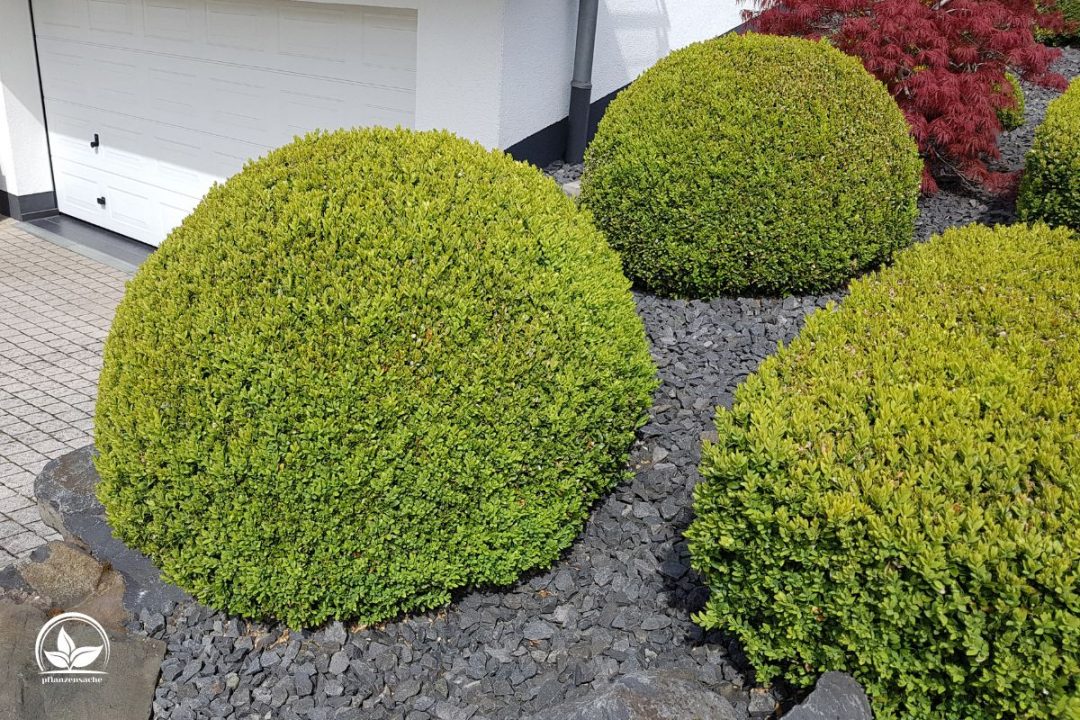 Gewöhnlicher Buchsbaum (Buxus Sempervirens): Immergrüne Gartenhecke!