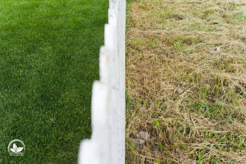 Rasen Überdüngt: Wie Man Überdüngung Erkennt Und Was Man Machen Kann ...