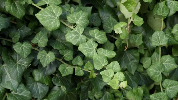 Kletterpflanzen Zimmer: Dekorativ, Anpassungs- Und Widerstandsfähig!