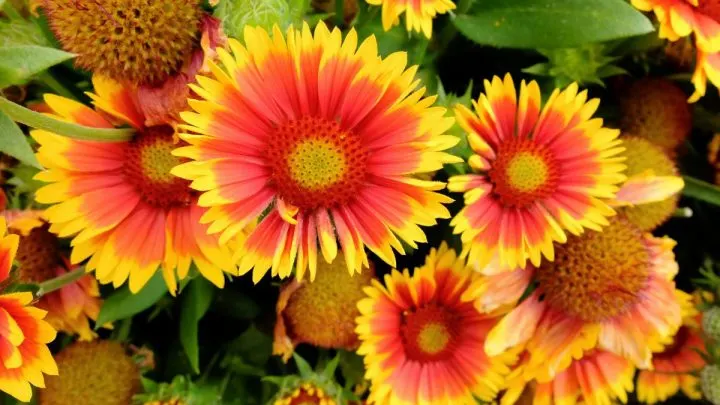 Kokardenblume (Gaillardia X Grandiflora): Dauerblüher Für Den Garten!