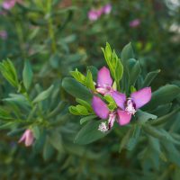 Kreuzblumen-Polygala-Myrtifolia_-Violette-Bluten-In-Traumhafter-Form