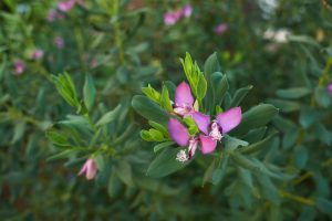Kreuzblumen-Polygala-Myrtifolia_-Violette-Bluten-In-Traumhafter-Form