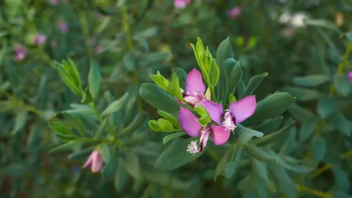 Kreuzblumen (Polygala Myrtifolia): Violette Blüten In Traumhafter Form