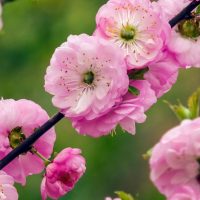 Mandelbaumchen-Prunus-Triloba_-Rosa-Blutenpracht-Fur-Den-Garten