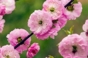 Mandelbaumchen-Prunus-Triloba_-Rosa-Blutenpracht-Fur-Den-Garten