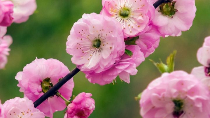 Mandelbäumchen (Prunus Triloba): Rosa Blütenpracht Für Den Garten!