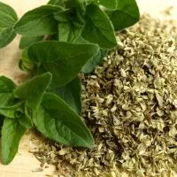 Oregano-Pflanze-Selber-Pflanzen-Pflegen-Und-Ernten-Mit-Unseren-Tipps