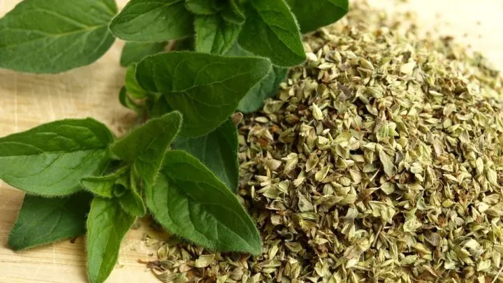 Oregano Pflanze Selber Pflanzen, Pflegen Und Ernten Mit Unseren Tipps!