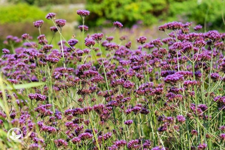 Patagonisches Eisenkraut: Sommerstaude Mit Violetten Blütenkugeln ...