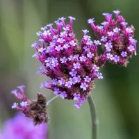 Patagonisches-Eisenkraut_-Sommerstaude-Mit-Violetten-Blutenkugeln