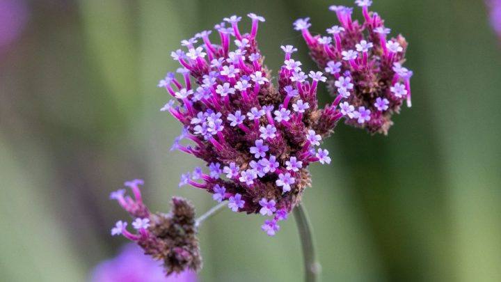 Patagonisches Eisenkraut: Sommerstaude Mit Violetten Blütenkugeln!