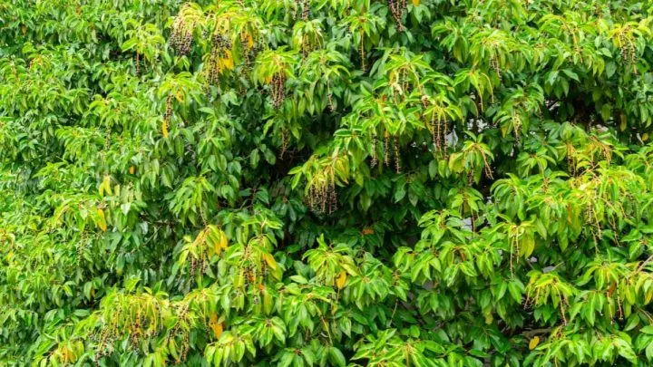 Portugiesischer Kirschlorbeer Nachteile, Vorteile Und Eigenschaften!