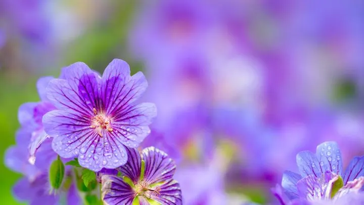 Pracht Storchschnabel: Die Schönsten Storchschnabel Für Garten!