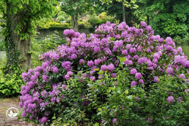 Was Blüht Im Dezember Fröhlicher Garten Mit Winterblühern! Pflanzensache