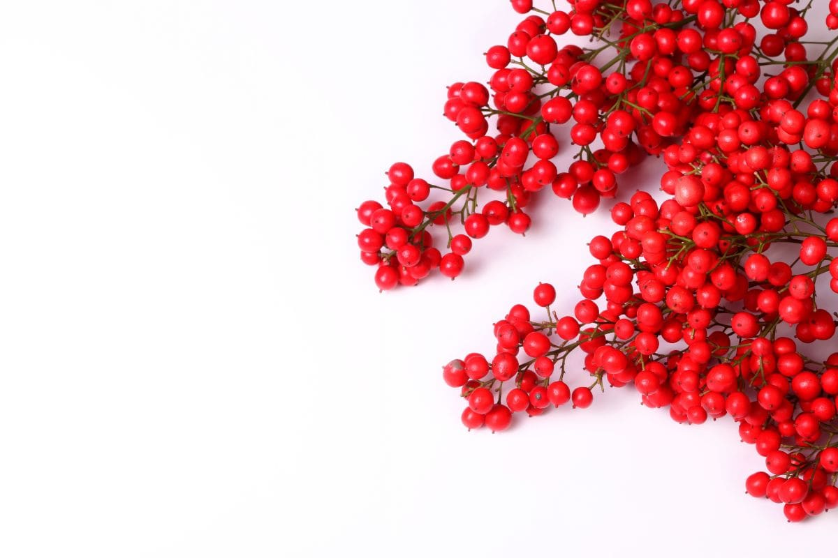 Roten Beeren Wunderschöne Beeren Für Gärten Und Im Wald! Pflanzensache