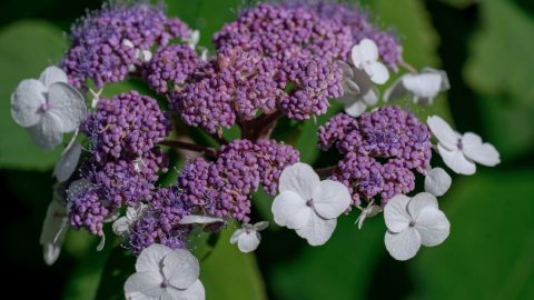 Samt-Hortensie_-Zweifarbige-Blutenstande-Und-Dekorative-Blatter