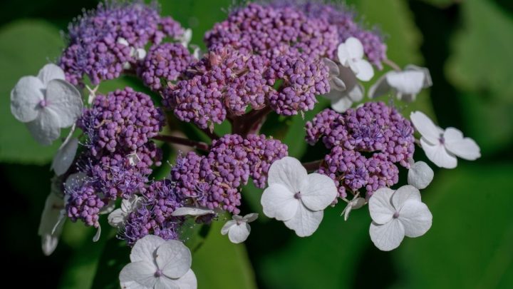 Samt Hortensie: Zweifarbige Blütenstände Und Dekorative Blätter!