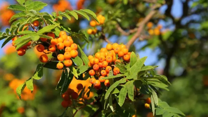 Sanddorn Pflanzen: Wie Soll Ich Diese Pflanze Pflegen?