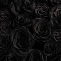Schwarze-Rosen-Bedeutung_-Welche-Symbolik-Tragt-Diese-Rose_