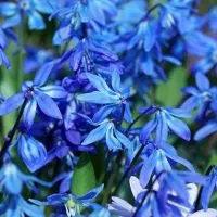 Sibirischer-Blaustern-Scilla-Siberica_-Blaues-Blutenmeer-Im-Garten