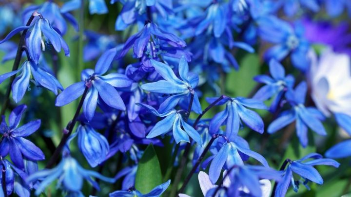Sibirischer Blaustern (Scilla Siberica): Blaues Blütenmeer Im Garten!