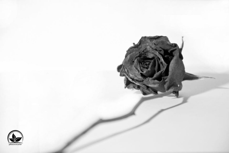 Schwarze Rosen Bedeutung Welche Symbolik Trägt Diese Rose?