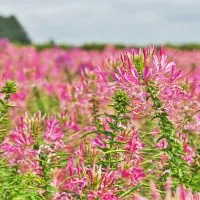 Spinnenpflanze-Cleome-Spinosa_-Einzigartige-Blutenpracht-Furs-Beet