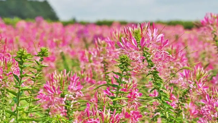 Spinnenpflanze (Cleome Spinosa): Einzigartige Blütenpracht Fürs Beet!