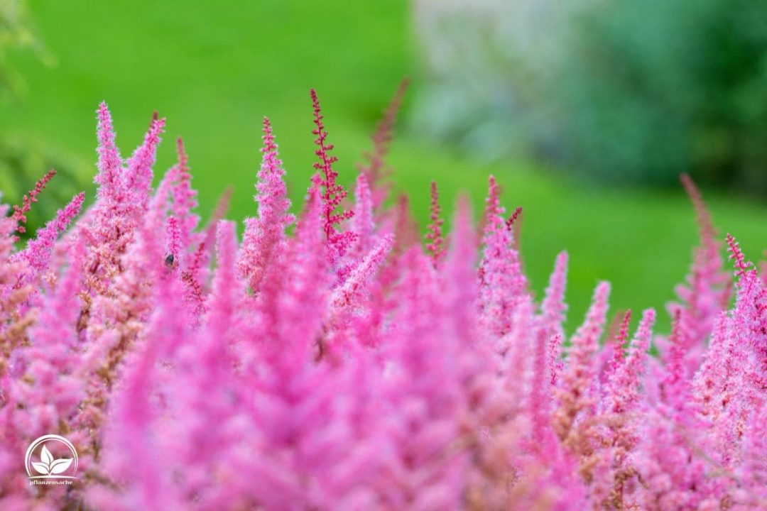 Bodendecker Sonne Die Schönsten Gartenpflanzen Für Sonnige Standorte