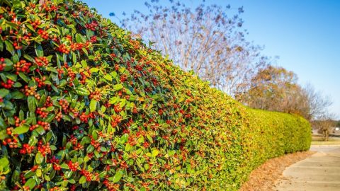 Strauch-Mit-Roten-Beeren_-Pflegeleichter-Hingucker-Mit-Rotem-Highlight