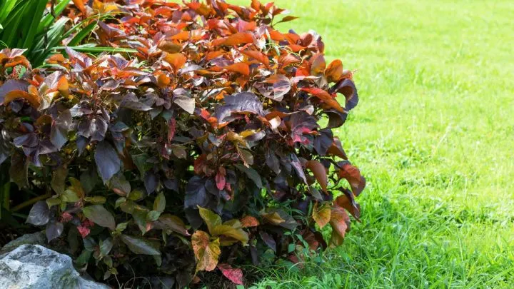 Sträucher Für Schatten: Die Schönsten Strauchsorten!