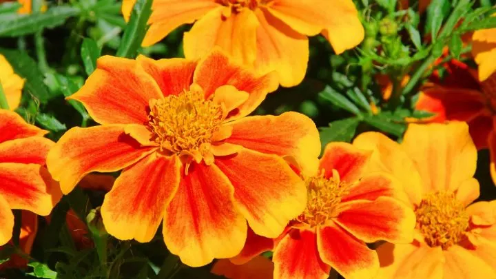 Studentenblume (Tagetes): Alles Über Die Tagetes-Pflanzen Im Überblick