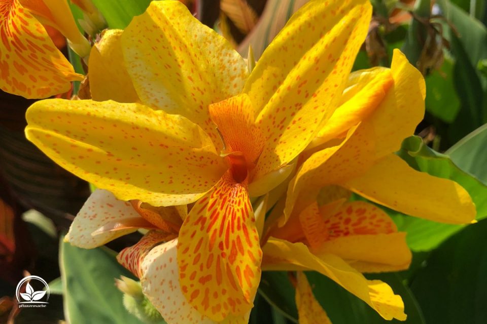 Canna Pflanze (Canna Indica) Imposante Exoten Für Garten Und Terrasse