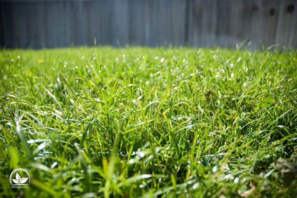 Wie Lange Braucht Rasen Zum Wachsen? Alles Über Grünen GartenTeppich
