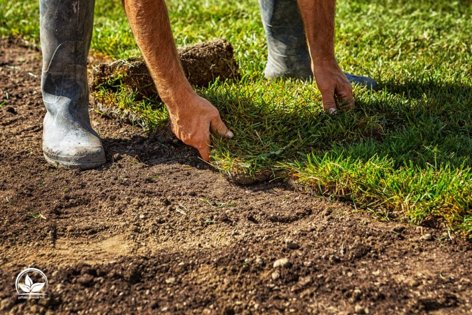 Wie Lange Braucht Rasen Zum Wachsen? Alles Über Grünen GartenTeppich