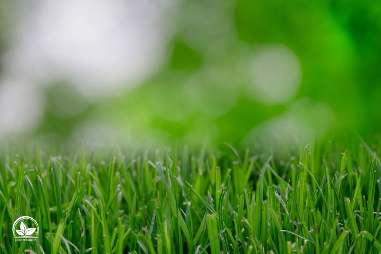 Wie Lange Braucht Rasen Zum Wachsen? Alles Über Grünen GartenTeppich