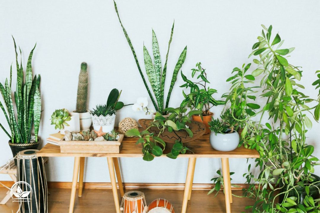 Kübelpflanzen Winterhart Immergrün Die Schönsten Sorten! Pflanzensache