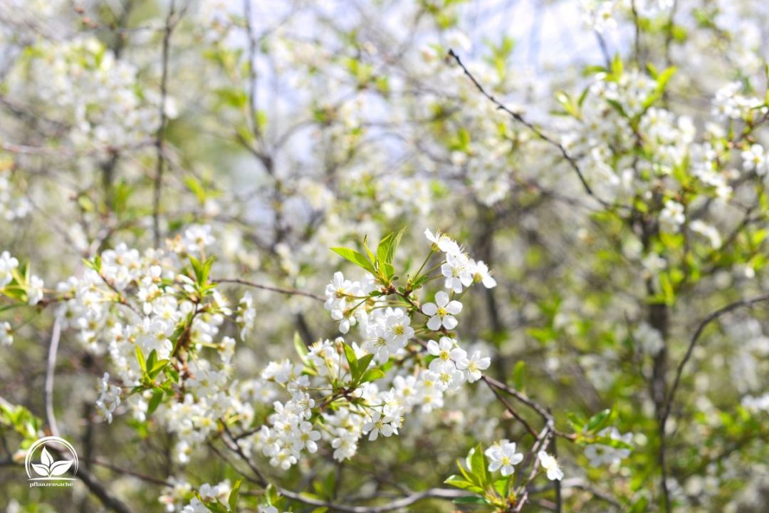 Weiß Blühende Sträucher Schöner Und Weißer Blickfang! Pflanzensache