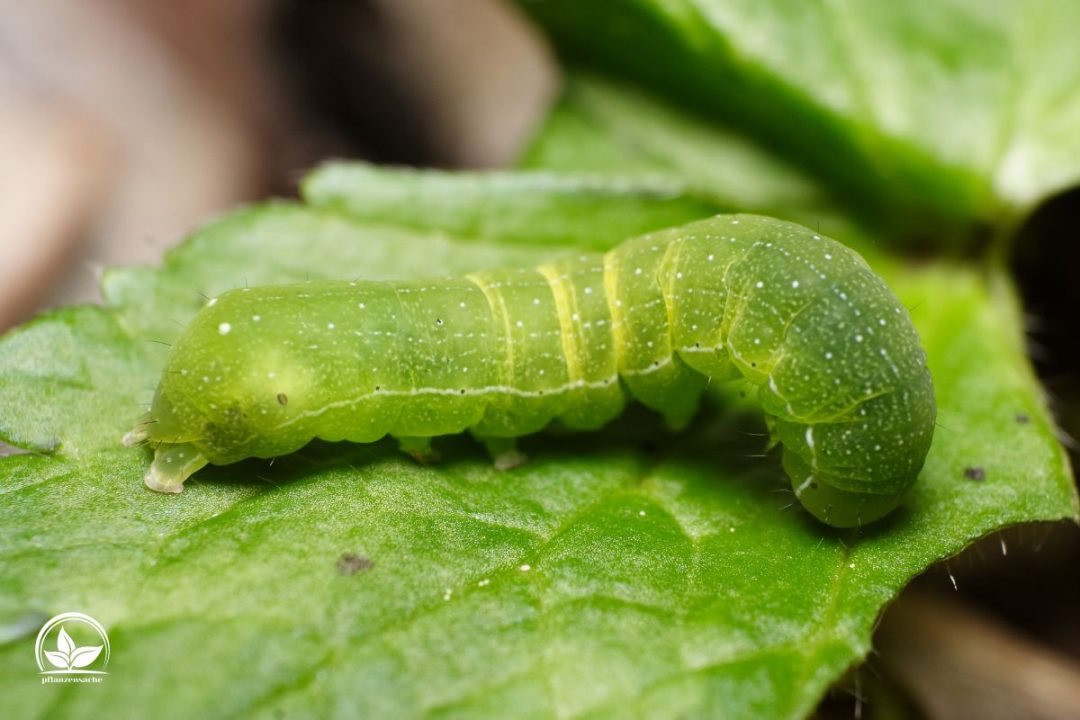 Grüne Raupe Im Garten Wie Man Sie Erkennen Kann Und Ihre Bekämpfung!