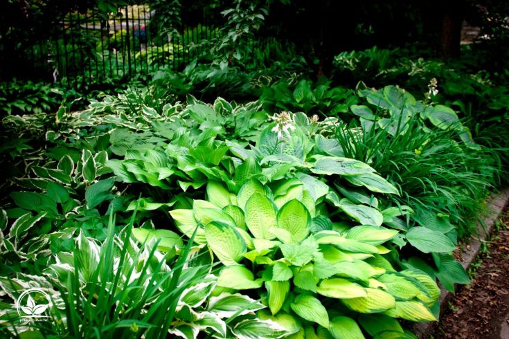 Bodendecker Halbschatten Die Schönsten Gartenpflanzen für