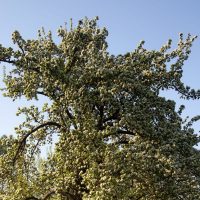 Weidenblattrige-Birne-Pyrus-Salicifolia_-Fur-Den-Mediterranen-Garten