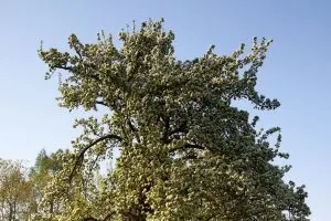 Weidenblattrige-Birne-Pyrus-Salicifolia_-Fur-Den-Mediterranen-Garten