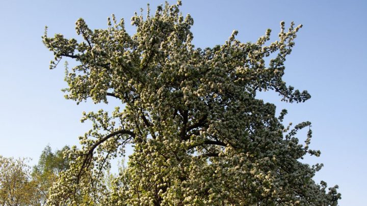 Weidenblättrige Birne (Pyrus Salicifolia): Für Den Mediterranen Garten
