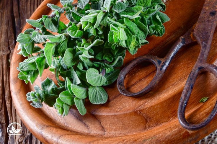 Mediterrane Pflanzen Winterhart, Pflegeleicht Und Wunderschön